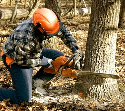 Tree Removal in Lane, OK
